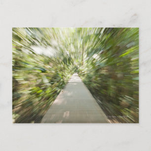 Carte Postale Un sentier en bois à travers la forêt tropicale dé