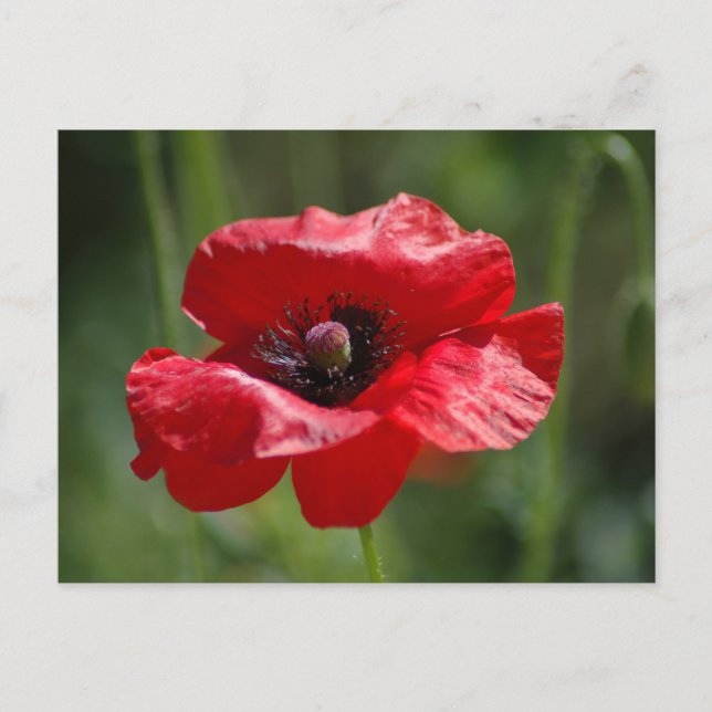 Carte Postale Un seul pavot rouge (Devant)