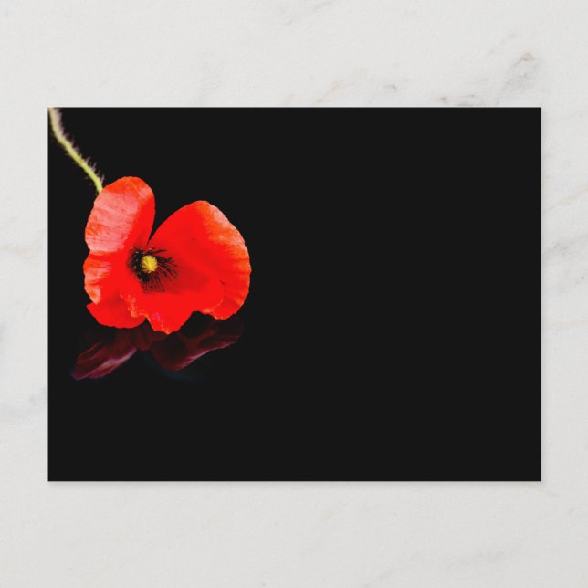Carte Postale Un seul pavot rouge en noir (Devant)