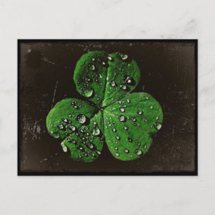 Carte Postale Un Shamrock couvert de Dew
