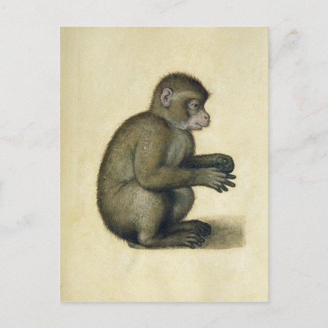 Carte Postale Un singe (Devant)