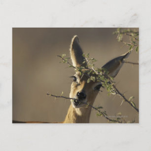 Carte Postale Un Steenbok regardant l'appareil pendant qu'il man