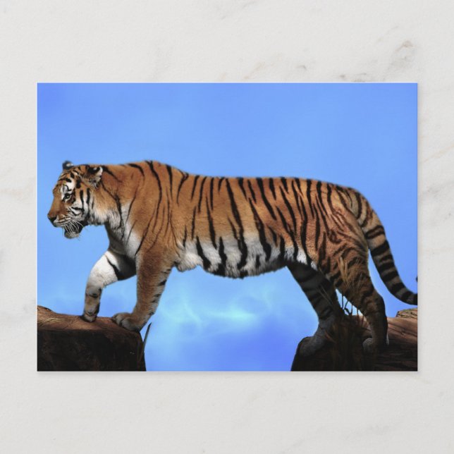 Carte Postale Un succès pour les tigres (Devant)