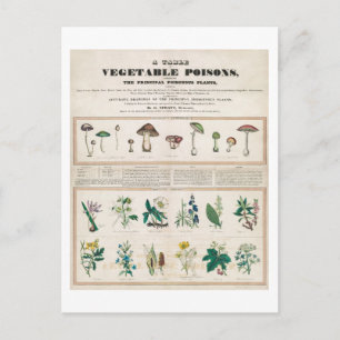 Carte Postale Un tableau de poisons végétaux Poster vintage