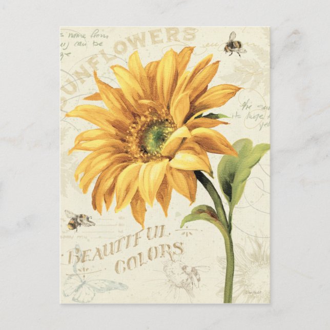 Carte Postale Un tournesol en pleine floraison