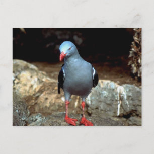 Carte Postale un très coloré donjon aux pieds rouges