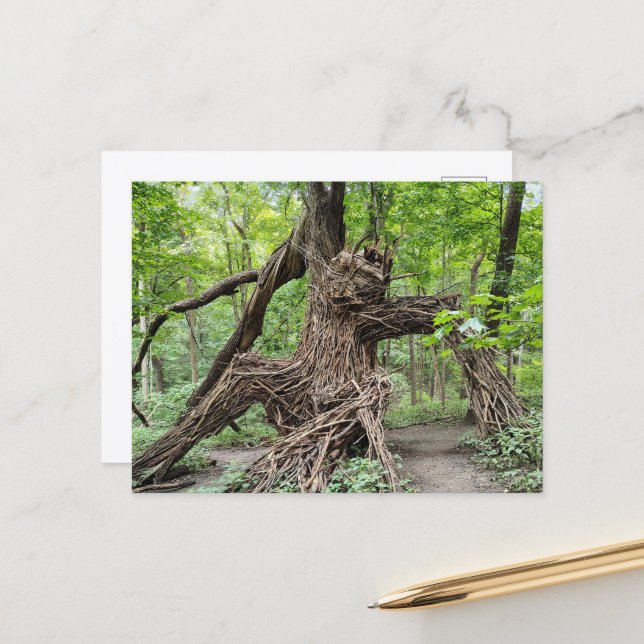 Carte Postale Un troll dans la forêt  (Devant/Arrière en situation)