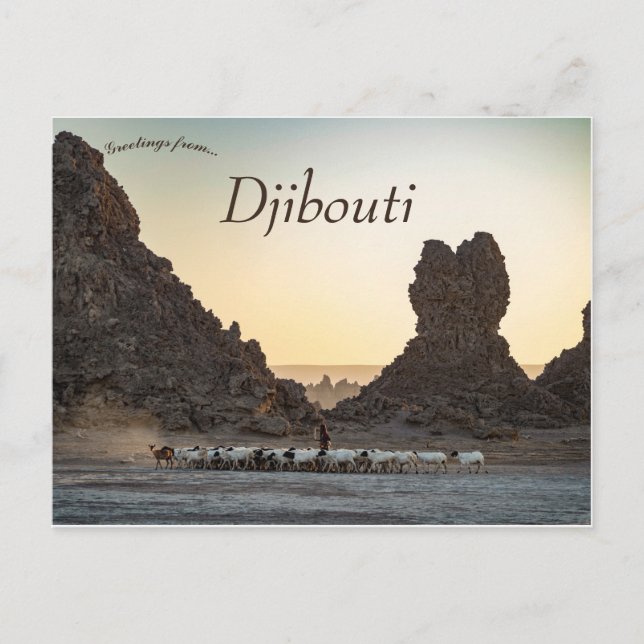 Carte Postale Un troupeau de chèvres au Lac Abbe Djibouti (Devant)