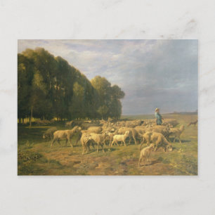 Carte Postale Un troupeau de moutons dans un paysage