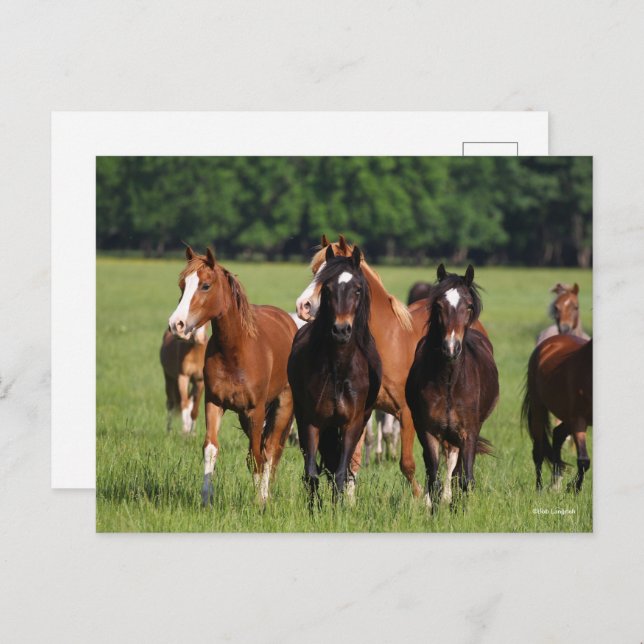 Carte Postale Un troupeau de poneys gallois debout dans le champ (Devant / Derrière)