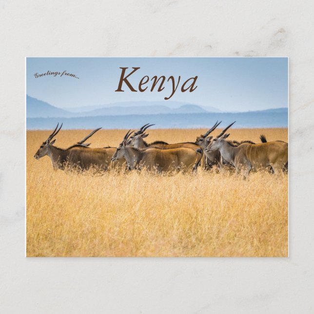 Carte Postale Un troupeau d'Eland Massai Mara Réserve nationale  (Devant)