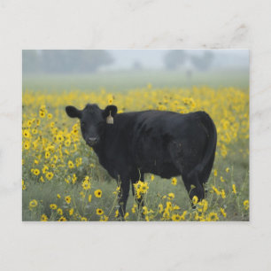 Carte Postale Un veau au milieu des tournesols du Nebraska