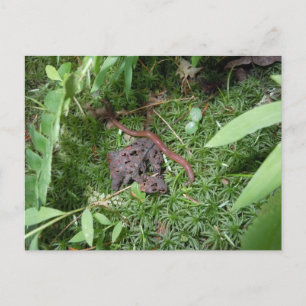 Carte Postale Un ver de terre