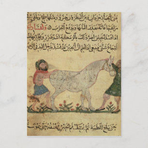 Carte Postale Un vétérinaire aidant un jument à accoucher