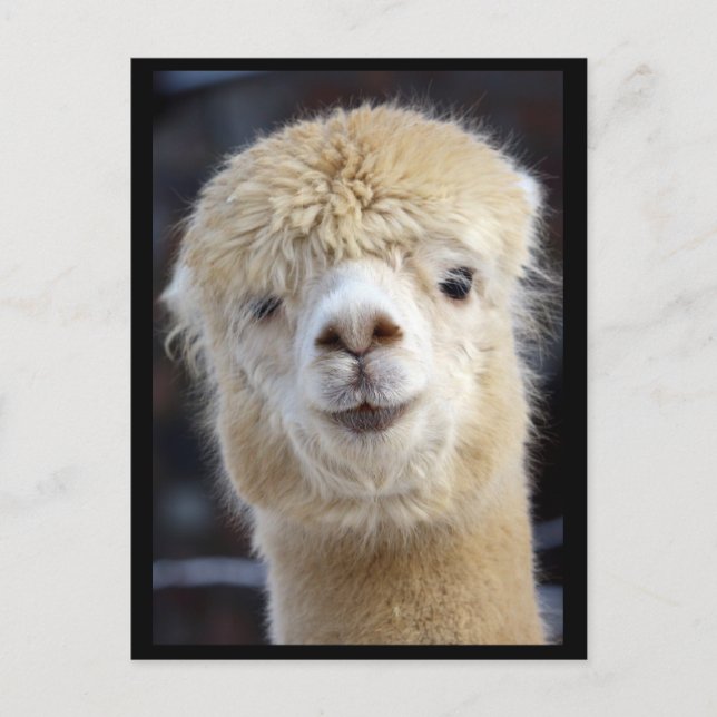 Carte Postale Un visage mignon et duveteux d'alpaca     (Devant)