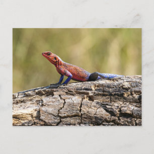 Carte Postale Une Agama Mwanzae prend un bain de soleil
