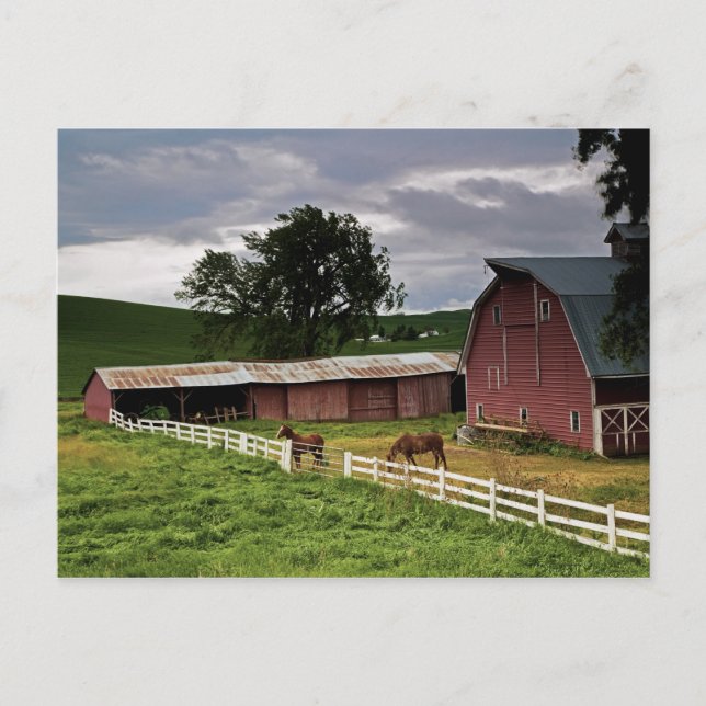 Carte Postale Une balade à travers le pays agricole de Palouse 4 (Devant)