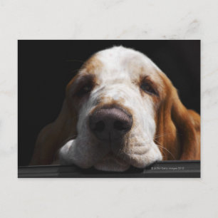 Carte Postale Une Basset Hound se reposant la tête