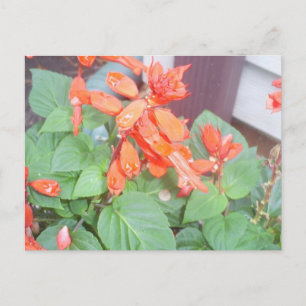 Carte Postale Une belle fleur de Salvia orange