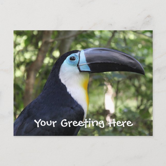Carte Postale Une Belle Photo Toucan (Devant)