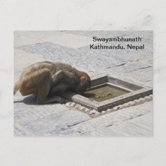 Carte Postale Une boisson chaude à Swayambhunath
