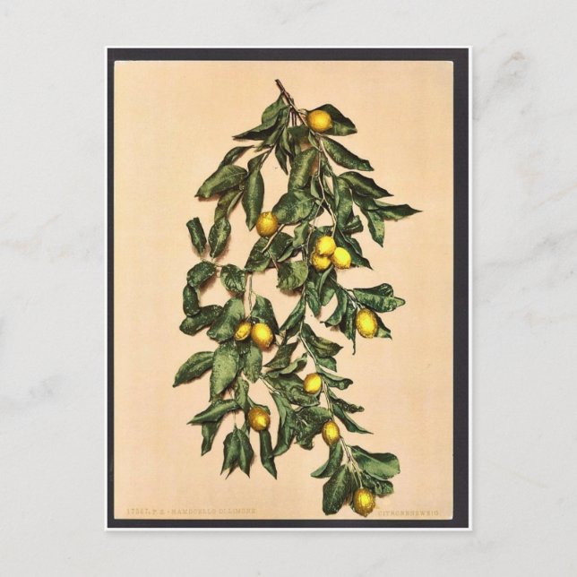 Carte Postale Une branche de citrons, Limone, Garda, Lac de, Ita (Devant)