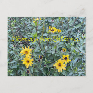Carte Postale Une Californie florissante : Encelia californica