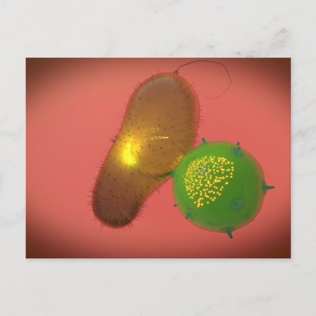 Carte Postale Une cellule tueuse naturelle injecte la toxine (Devant)