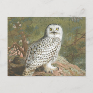 Carte Postale Une Chouette neigeuse par Archibald Thorburn