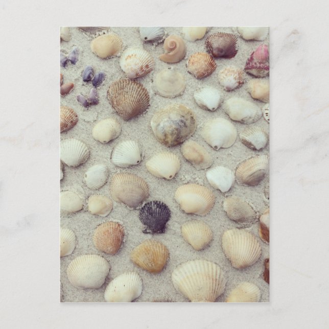 Carte Postale Une Collection De Coquillages (Devant)
