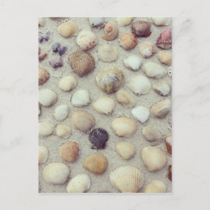 Carte Postale Une Collection De Coquillages