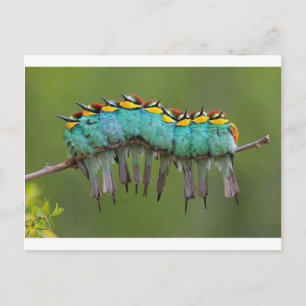 Carte Postale Une colonne d'oiseaux