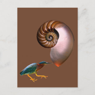 Carte Postale Une coquille de nautile à chambres