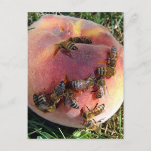 Carte Postale Une Douzaine D'Abeilles Et Une Pêche