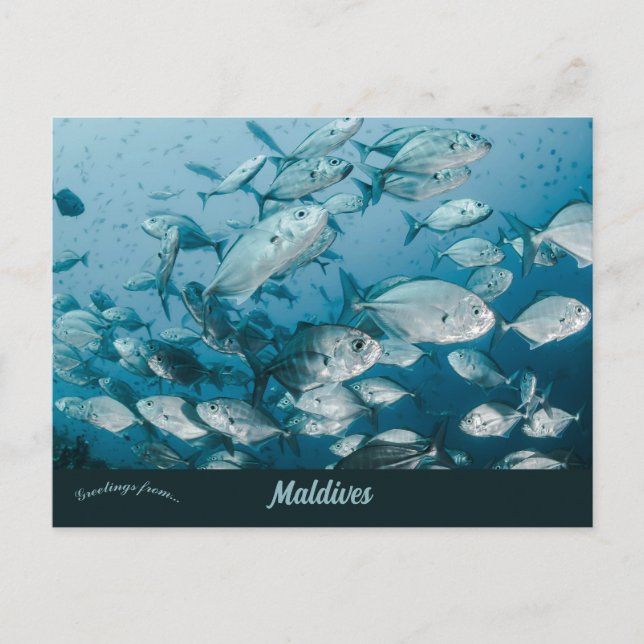 Carte Postale Une école de poissons près des Maldives (Devant)