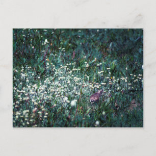 Carte Postale Une écusson dans un pré