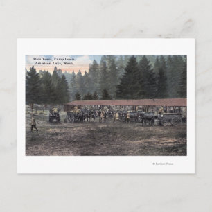 Carte Postale Une équipe de Mule au Camp Lewis