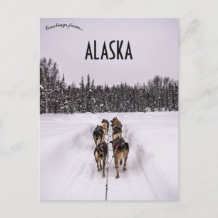 Carte Postale Une équipe de traîneau à chiens en Alaska