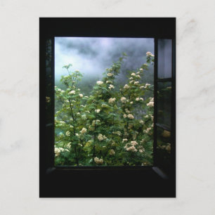 CARTE POSTALE UNE FEMME AMOUREUSE