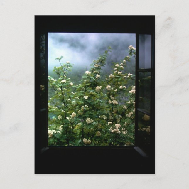 CARTE POSTALE UNE FEMME AMOUREUSE (Devant)