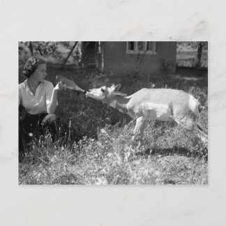 Carte Postale Une femme botte nourrit une antilope.
