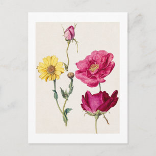 Carte Postale Une feuille d'études avec des roses françaises et