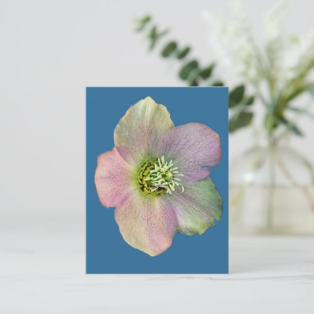 Carte Postale Une fleur (Debout devant)