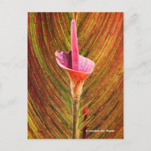 Carte Postale Une fleur de lys-vodou