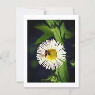 Carte Postale Une fleur de pucette marguerrière et une abeille