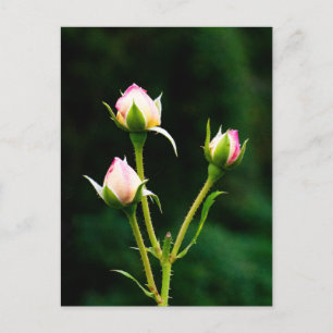 Carte Postale Une fleur de rosebud