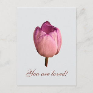Carte Postale Une fleur de tulipe