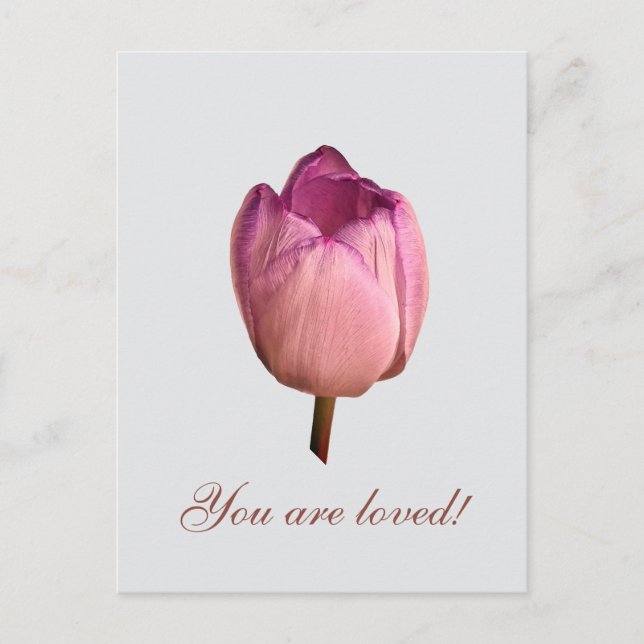Carte Postale Une fleur de tulipe (Devant)