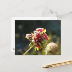 Carte Postale Une fleur glaciale