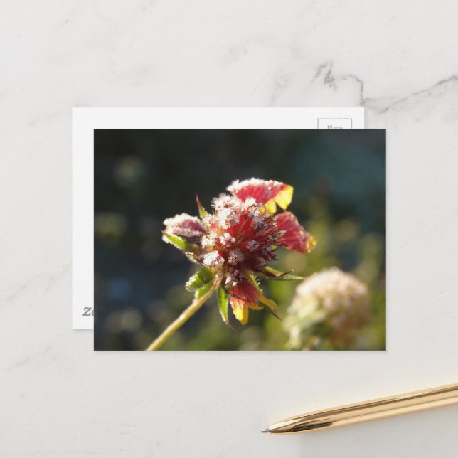 Carte Postale Une fleur glaciale (Devant/Arrière en situation)